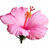 Service: Hibiscus Package