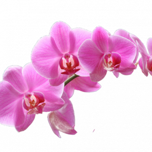 Service: Orchid Package